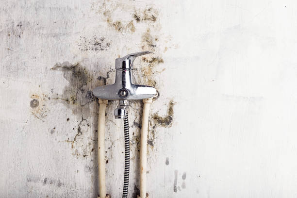 Best Commercial Mold Removal  in Lake Tapps, WA