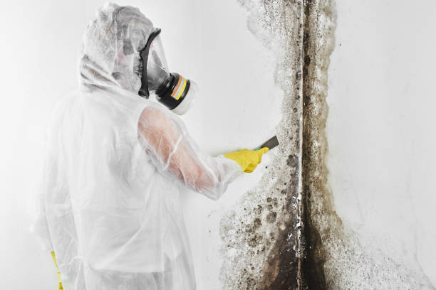 Professional Mold Removal in Lake Tapps, WA