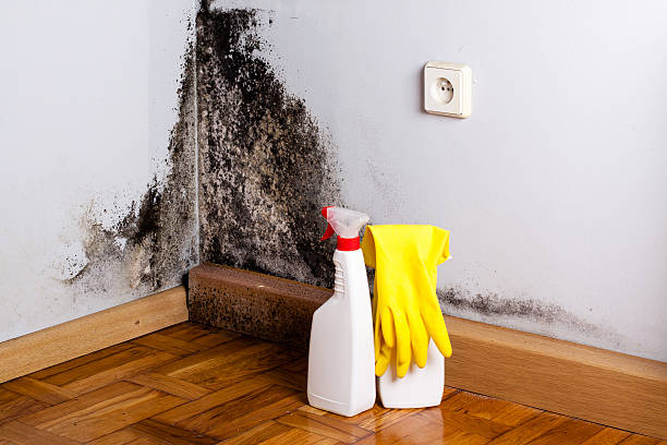 Best Mold Remediation  in Lake Tapps, WA